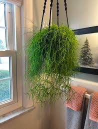Image result for Rhipsalis