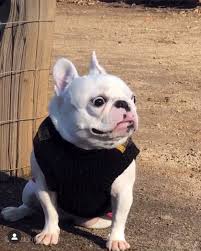 Pardon Thy French On Instagram Me Trying To Re Enter Society In 2020 French French Bulldog Bulldog