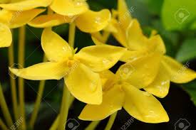 Maybe you would like to learn more about one of these? Close Up Yellow Flowers West Indian Jasmine Scientific Name Ixora Stock Photo Picture And Royalty Free Image Image 14991113