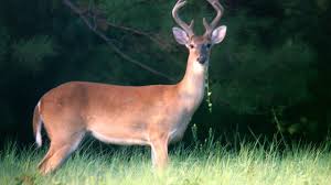Download East Tennessee Woman Attacked By Humanized Deer Twra Says
