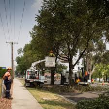 We did not find results for: Arborist I Don T Sit Under Old Eucalypts Abc None Australian Broadcasting Corporation