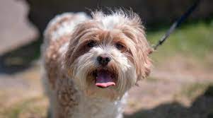 Check spelling or type a new query. Cavapoo Dog Breed Information Traits Size Puppy Prices More