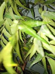 Gambar pohon yang sederhana meliputi akar yang tenggelam ke bawah, daun yang berguguran daun merupakan objek alam yang sering dijadikan sebagai latar dalam sebuah seni gambar. Daun Imba Atau Bahasa Jawa Godong Kayu Manis Mobile Spa Facebook