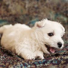 Even dogs that do not love to listen to and dance to live music or eat some delicious. 1 West Highland White Terrier Puppies For Sale In Texas