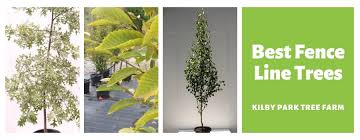 When planting a tree near your fence line, you first need to make sure your chosen tree is along with choosing a type of tree that is appropriate for growing next to a fence, you'll also need to make. Best Trees To Plant Along A Fence Line In Australia 2021 Kilby Tree Farm