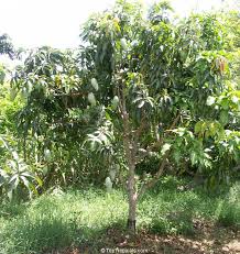 The tree has become a center of attraction now. Mango Name Taxonomy Botany Tfnet International Tropical Fruits Network