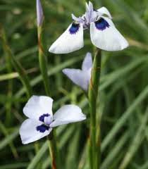 Image result for Moraea