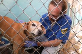 All rooms include colourful decor and light wood furnishings. Inspired Flagstaff Resident Pays More Than 18 000 For Adoption Fees At Coconino Humane Local Azdailysun Com