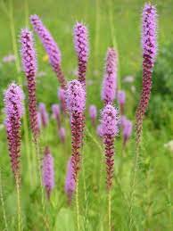 Liatris Pycnostachya Prairie Blazing Star Liatris Perennials Plants