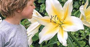Gardens Alive 5 Pack Big Brother Giant Hybrid Lily Bulbs Lowes Com Lily Bulbs Flowers Perennials Perennials