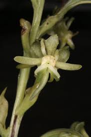Image result for Habenaria humilior