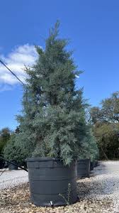 Image result for Cupressus arizonica