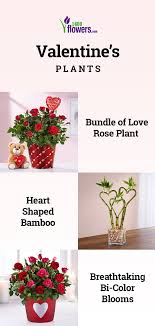 Lupercalia was a fertility festival in honor of lupa, the wolf who was said to have suckled romulus and remus (whom founded the city of rome in 753. Valentine S Day Plants Plants Planting Roses Plant Delivery