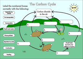 Pin On Snc1d Biology Sustainable Ecosystems Fall 2017