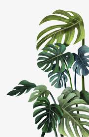 Hand Painted Watercolor Leaf Decoration Watercolor Leaf Decoration Png Transparent Clipart Image And Psd File For Free Download Watercolor Leaves Plant Painting Plant Wallpaper Choose from 500+ monstera graphic resources and download in the form of png, eps, ai or psd. hand painted watercolor leaf decoration