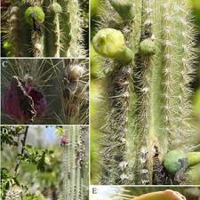 Queen of the night is a species of tropical flowering cactus native to forests in mexico in southern north america; Pdf Revision Of Pilosocereus Cactaceae In The Caribbean And Northern Andean Region