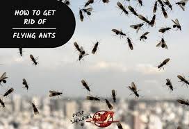 To keep bugs and spiders out of your pool, it is essential to use an algaecide to treat the water. How To Get Rid Of Flying Ants A Complete Guide Pest Samurai