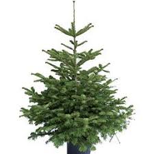 80cm à 175cm livraison gratuit Sapin En Pot Nordmann 100 120 Cm Notre Selection Intermarche