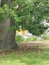 Image result for Cladostemon kirkii