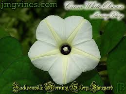 Image result for Ipomoea obscura