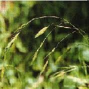 Image result for Acroceras macrum