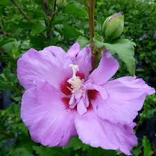 Image result for Hibiscus meyeri