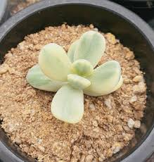 Maybe you would like to learn more about one of these? S Cpo251 094 Cotyledon Orbiculata Cv Variegated Green Chapter