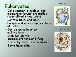 In plant cells, chloroplasts assist the plants in performing photosynthesis. Cell Structure And Function Plant Cell Animal Cell