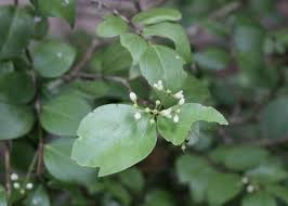 Image result for Strychnos lucens