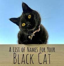 250 Cool Unique And Creative Names For Your Black Cat Cute Cat Names Cat Names Cats