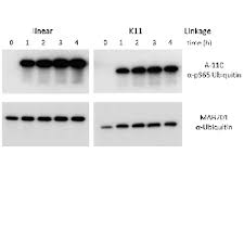 Free time card calculator calculates your daily hours and lunch breaks on a convenient weekly online timesheet. Human Phospho Ubiquitin S65 Antibody A 110 R D Systems