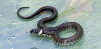 Photo Of Baby Grass Snake Baby Grass Snake By Xs9nake On Deviantart Snake Baby Photos Grass