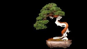 Bonsai come in various styles. Bonsai Wallpaper Japanese Bonsai Tree Bonsai Tree Japanese Bonsai