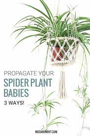 3 Ways To Propagate Your Spider Plant Grow New Full Grown Plants For Free Spider Plant Babies Plants Hanging Plants