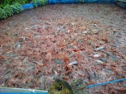 Aspek Penting Padat Tebar Ikan Lele Pada Kolam Terpal