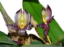 Image result for Bulbophyllum