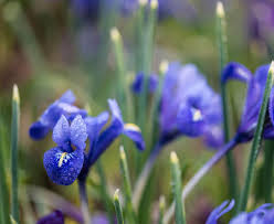 It left a blanket of snow and ice from the south in the us right up the corridor to new england. A Winter Guide To North Carolina Blooms Our State