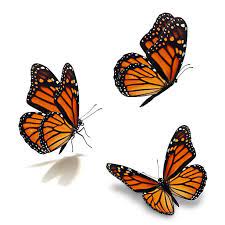 It will increase their confidence in if you become good drawing artist to draw simple butterfly sketch than you can easily make this sketch of butterfly in which butterfly is flying. Three Monarch Butterfly Stock Photo Monarch Butterflies Art Butterfly Drawing Butterfly Tattoo Designs