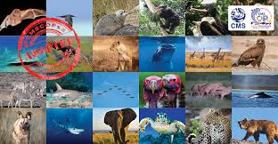 Accompagnateur / accompagnatrice de tourisme équestre. Nouvel Elan Pour Sauver Les Animaux Sauvages Migrateurs Du Monde Entier Cms