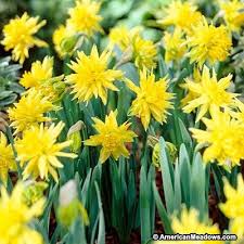 Double Daffodil Bulbs Rip Van Winkle Daffodil Bulbs Daffodils Bulb Flowers