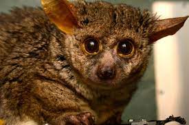 23556 Og 2866 Pretoria Dsc0402ed Cute Creatures Lemur Pet Adoption