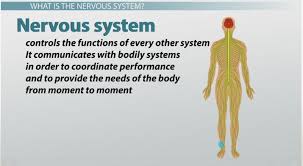 What Are Nerve Cells Function Types Structure