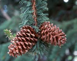 Image result for Pearsonia aristata