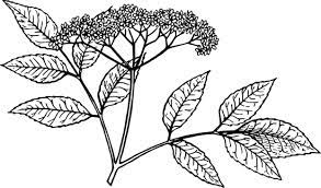 Tout dépend du type de tisane pour maigrir que vous consommez. La Tisane De Sureau Pour Maigrir Une Decoction Depurative Et Naturelle