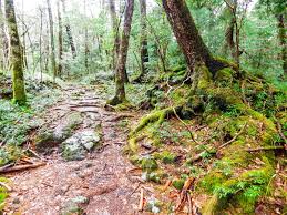 Beyond Death And Pain The Truth About Japan S Suicide Forest Gaijinpot