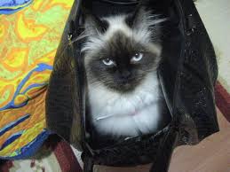 kedi sahiplendirme panosundaki pin