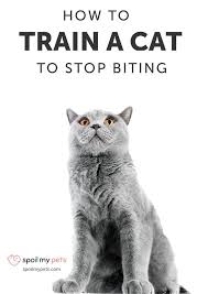 How To Train A Cat To Stop Biting In 9 Easy Steps Cat Biting Cat Training Cat Behavior