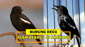 Tanjung priok, jakarta utara 7 hari yang lalu. Beda Suara Burung Decu Di Alam Bebas Dan Di Dalam Kandang Youtube