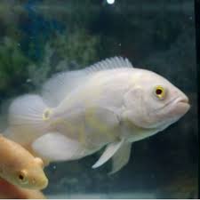 Ikan tawar ini ini mempunyai nama latin astronotus ocellatus, dalam perkembangannya ikan hias oscar sudah bisa di budidayakan. Ikan Oscar Tiger Albino Warna Putih Predator Hias Shopee Indonesia