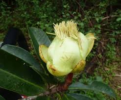 Image result for Pentadesma